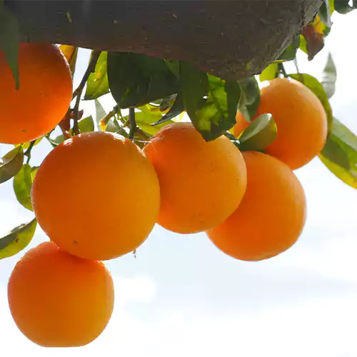 Orange Grafted (Citrus × Sinensis)