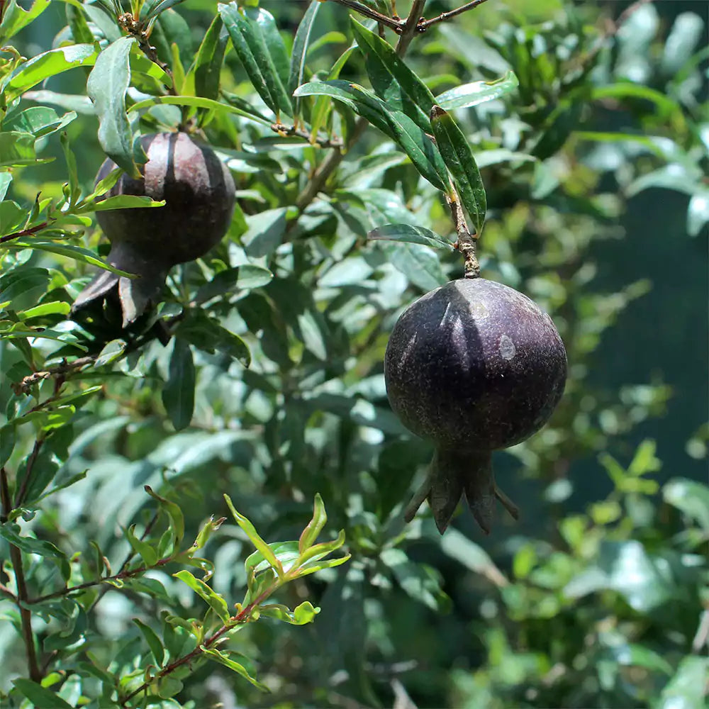 Buy Ornamental Dwarf Pomegranate Plant - Lalit Enterprise