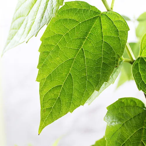 Parijat Plant Night Flowering Jasmine Plant Lalit Enterprise