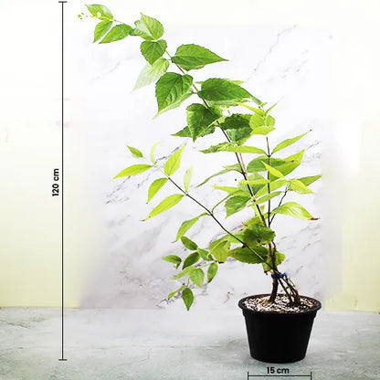 Night flowering Jasmine Plant - Lalit Enterprise