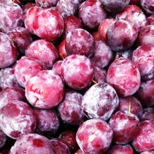 Buy Phalsa Plant - Lalit Enterprise