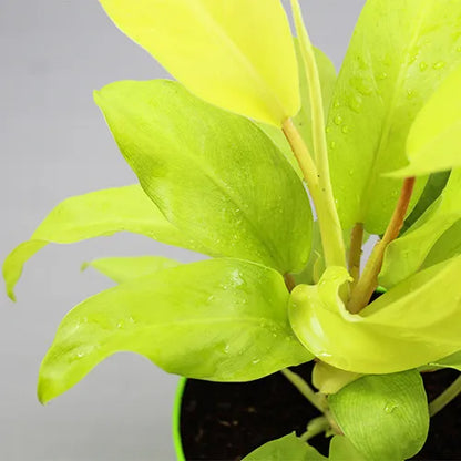 philodendron ceylon gold vs lemon lime Philodendron Lemon Lime | Ceylon Golden