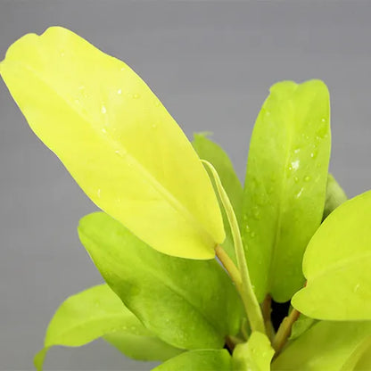 Buy Philodendron Hederaceum Plant - Lalit Enterprise