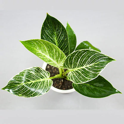 philodendron birkin price philippines Philodendron Birkin Plant
