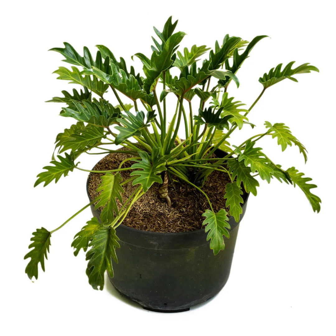 Buy Best Xanadu Plant - Lalit Enterprise