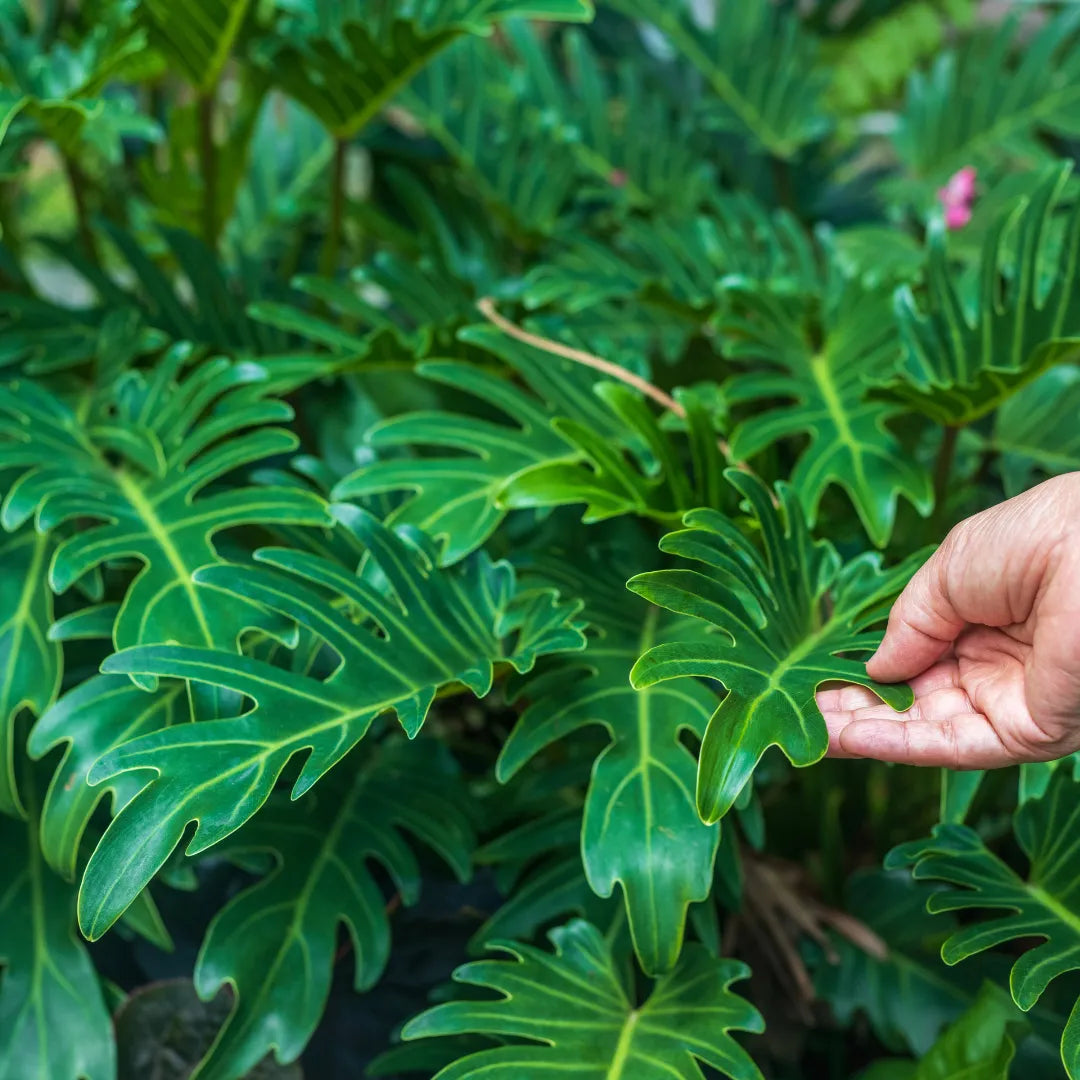 Buy Thaumatophyllum Xanadu Plant - Lalit Enterprise