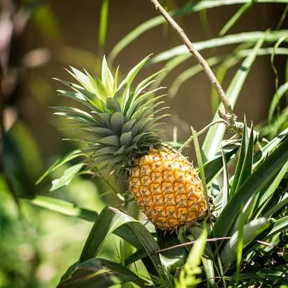 Buy Pineapple Plant - Lalit Enterprise