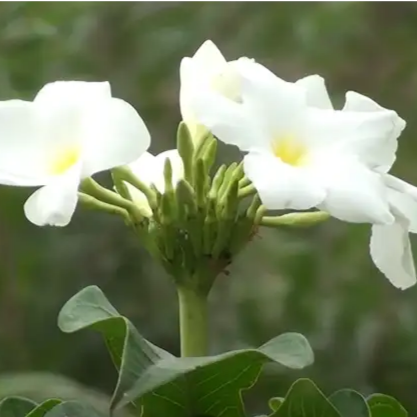 Buy Plumeria Pudica Plant Online at Lalitenterprise