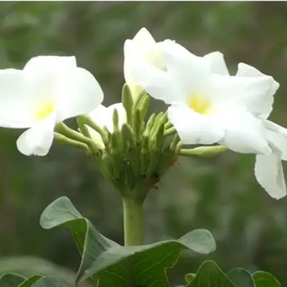 Buy Plumeria Pudica Plant Online at Lalitenterprise