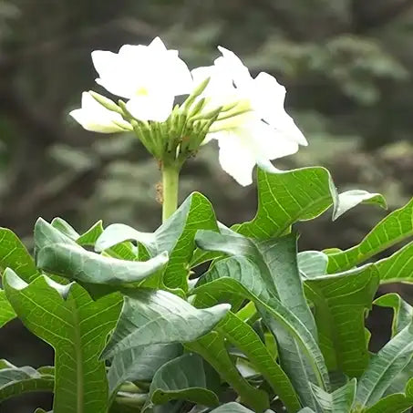 Buy Bridal Bouquet Plant Online at Lalitenterprise