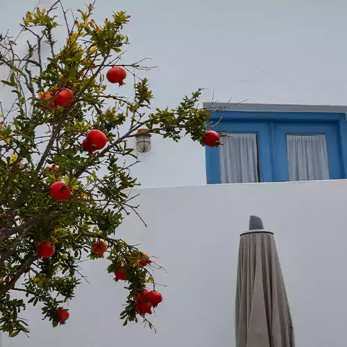 Buy Grafted Fruit Plant - Lalit Enterprise