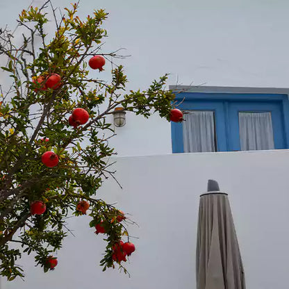 Buy Grafted Fruit Plant - Lalit Enterprise