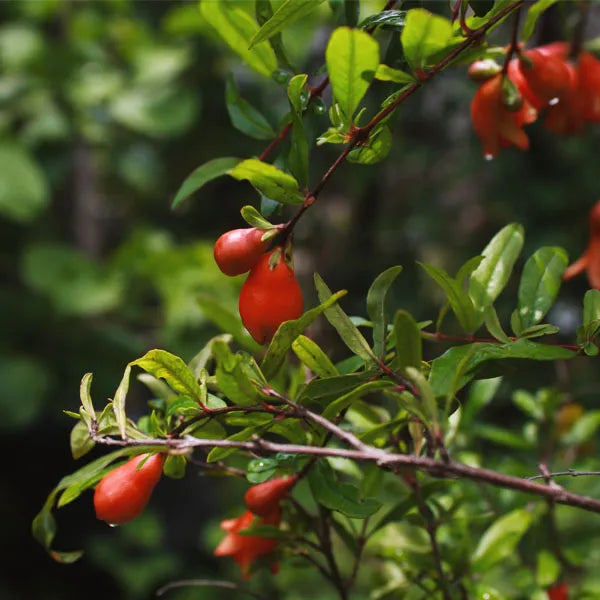 Pomegranate Plant - Lalit Enterprise
