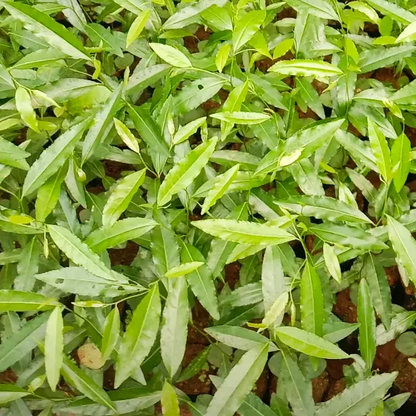 Buy Drypetes Roxburghii Plant Online at Lalit Enterprise
