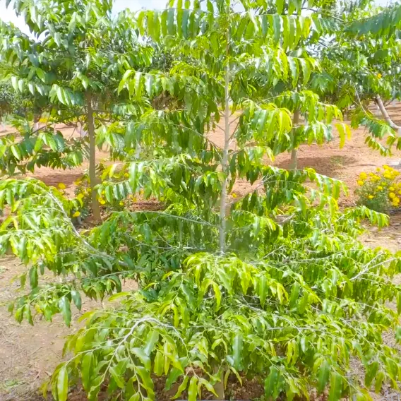 Buy Luck Bean Tree - Plant Online at Lalitenterprise