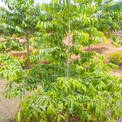 Buy Luck Bean Tree - Plant Online at Lalitenterprise