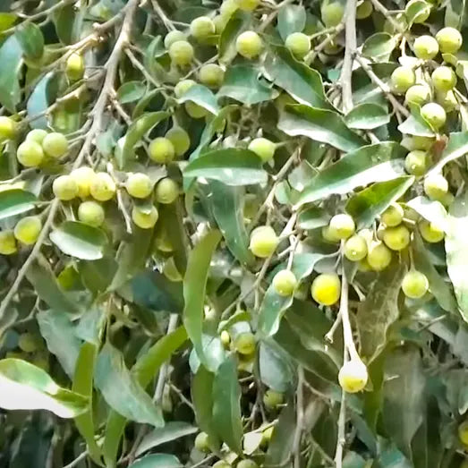 Buy Putranjiva Roxburghii - Plant Online at Lalitenterprise