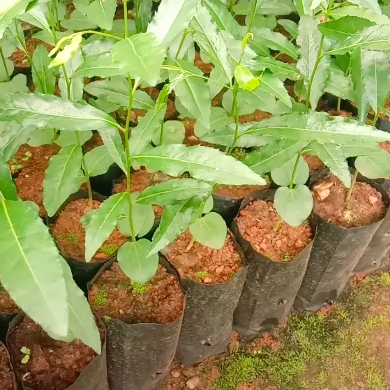 Buy  Luck Bean Tree - Plant Online at Lalitenterprise