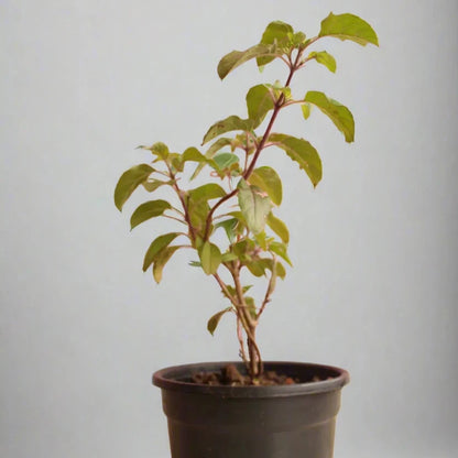 Buy Rama Tulsi Online at Lalitenterprise