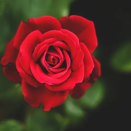Red Rose, Laal Gulab – Plant