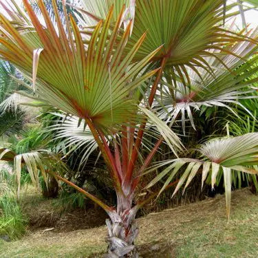 red leaf palm plant Red Latania Palm (Latania Lontaroides)