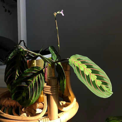Buy Maranta Leuconeura Erythroneura (Red Prayer) - Plant Online at Lalitenterprise
