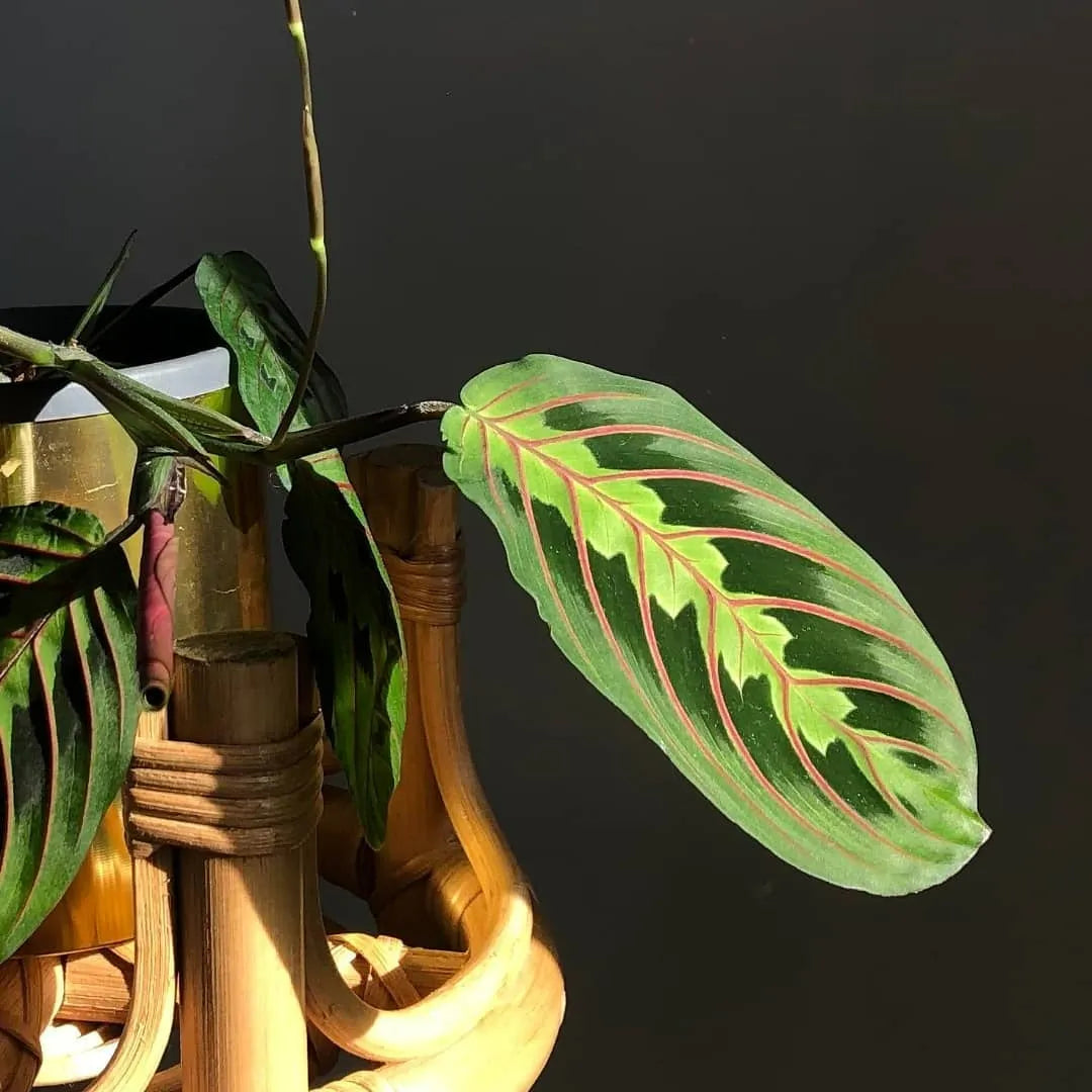 Buy Maranta Leuconeura Erythroneura - Plant Online at Lalitenterprise