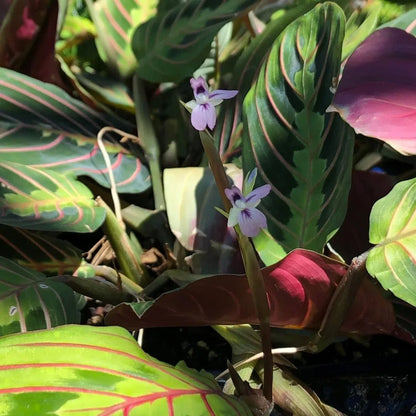 red prayer plant flowering Maranta Leuconeura Erythroneura (Red Prayer)