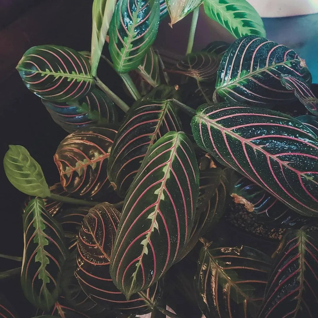 Buy Maranta Leuconeura Erythroneura (Red Prayer) - Plant Online at Lalitenterprise