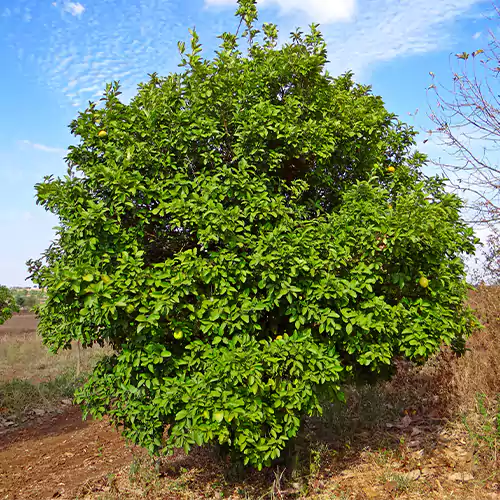 Buy Rough Lemon (Citrus Jambhiri) - Plant Online at Lalitenterprise