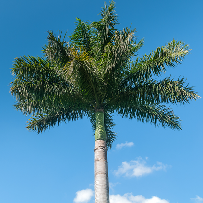 Buy Royal Bottle Palm - Lalit Enterprise