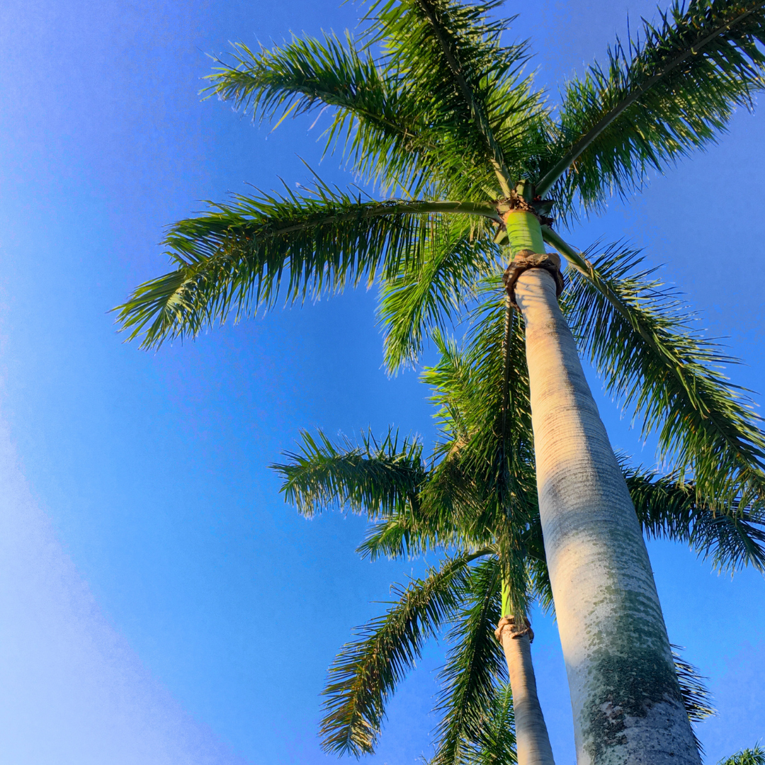 Buy Roystonea regia - Lalit Enterprise