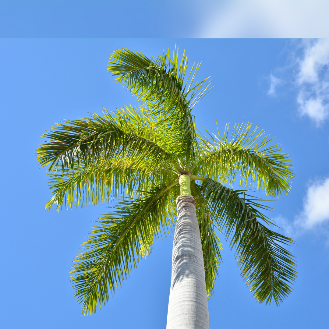 Buy  Best Outdoor Plant - lalit Enterprise
