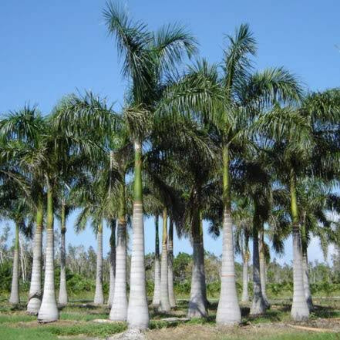 Buy Best Palm Tree - Lalit Enterprise