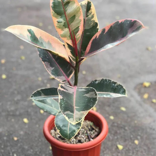 Buy Ficus Elastica Ruby – Rubber Plant Online at Lalitenterprise