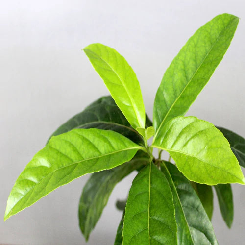 Buy Rudraksha (Elaeocarpus Angustifolius) - Plant Online at Lalitenterprise