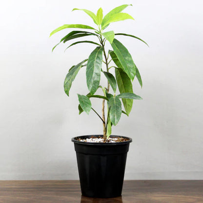Buy Rudraksha (Elaeocarpus Angustifolius) - Plant Online at Lalitenterprise