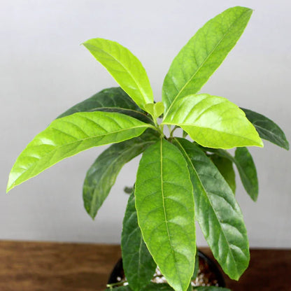 Buy Rudraksha (Elaeocarpus Angustifolius) - Plant Online at Lalitenterprise