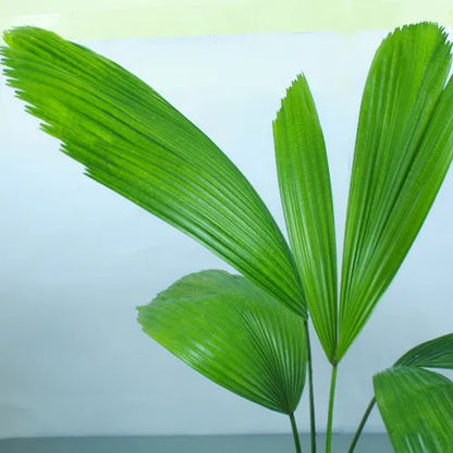 Buy Vanuatu Fan Palm Plant - Lalit Enterprise