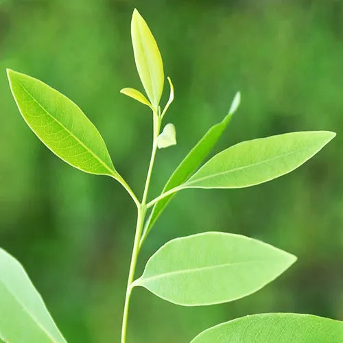 Sandalwood Tree Branches Green Leaves Stock Photo by ©YAYImages 258982830