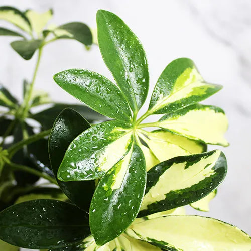 Buy Schefflera Arboricola | Dwarf Umbrella Tree - Plant Onlinee at Lalitenterprise
