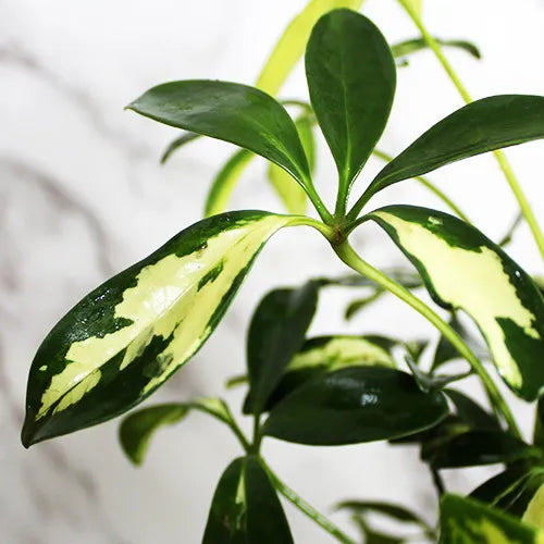 Buy Schefflera Arboricola | Dwarf Umbrella Tree - Plant Onlinee at Lalitenterprise