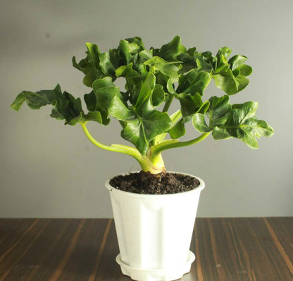dwarf atom philodendron Philodendron Atom (Thaumatophyllum Bipinnatifidum)