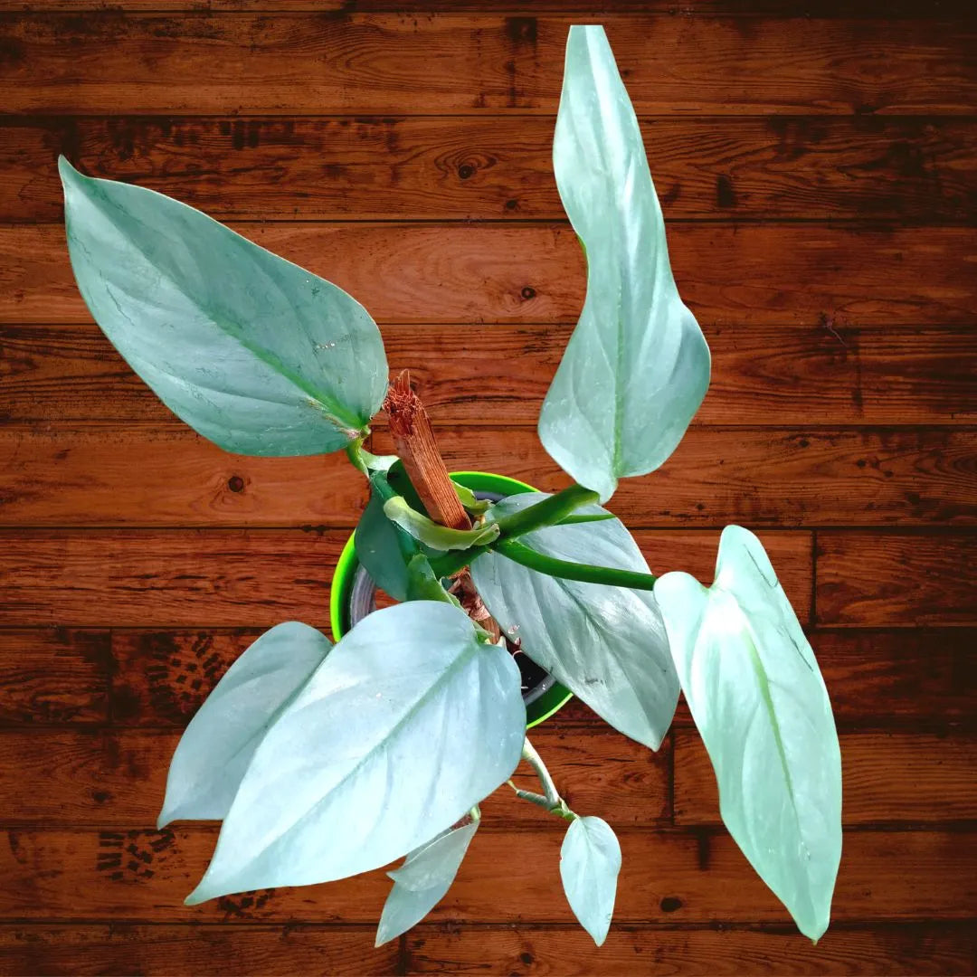 Buy Philodendron Hastatum - Plant Online at Lalitenterprise