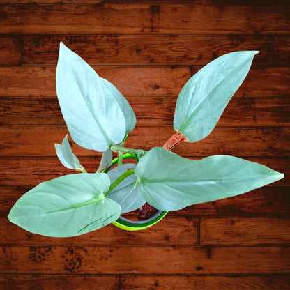 Buy Silver Sword Philodendron - Plant Online at Lalitenterprise