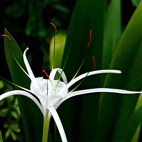 Spider Lily Plant - Lalit Enterprise