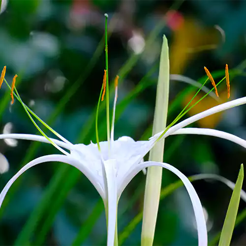 Crinum Lily Plant - Lalit Enterprise