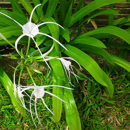 Sudarashan Lily Plant - Lalit Enterprise