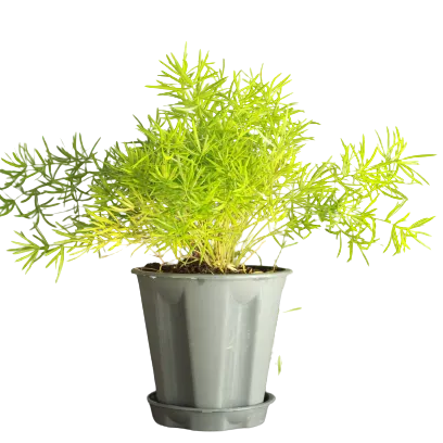 Buy Sprenger’s Asparagus - Plant Online at Lalitenterprise