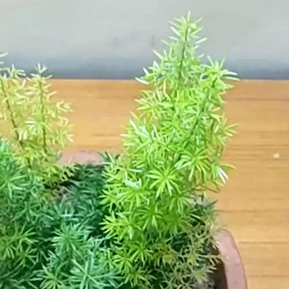 Buy Sprenger’s Asparagus - Plant Online at Lalitenterprise